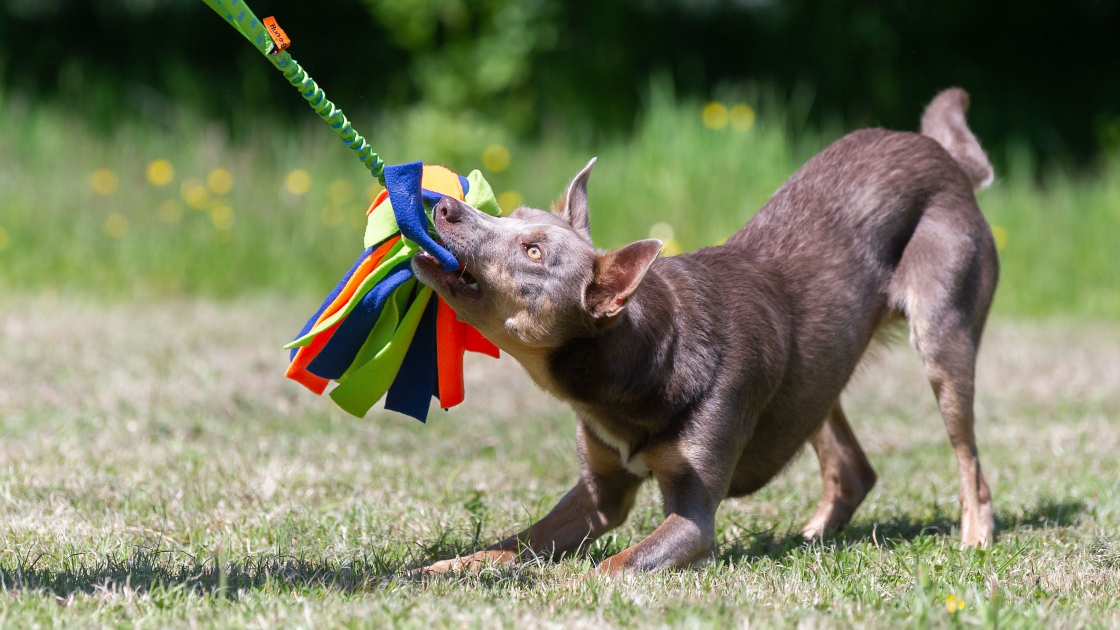 6 Surprisingly Normal Behaviours Dogs Display During Play