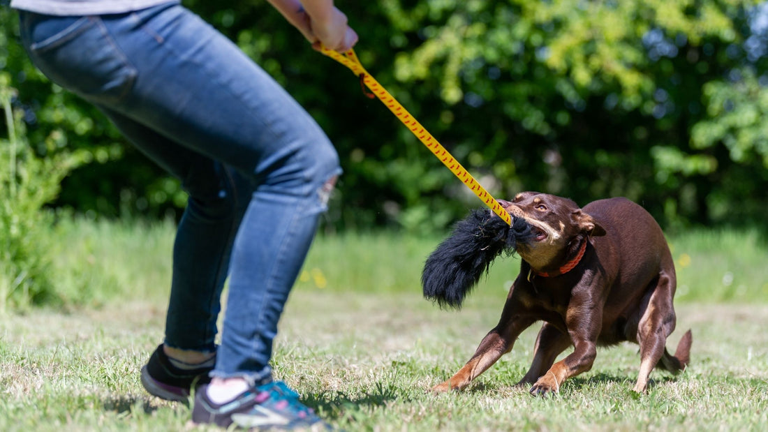 Why Quality Trumps Quantity When It Comes To Playing With Your Dog