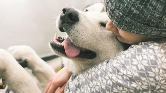 Do dogs have complex emotions?