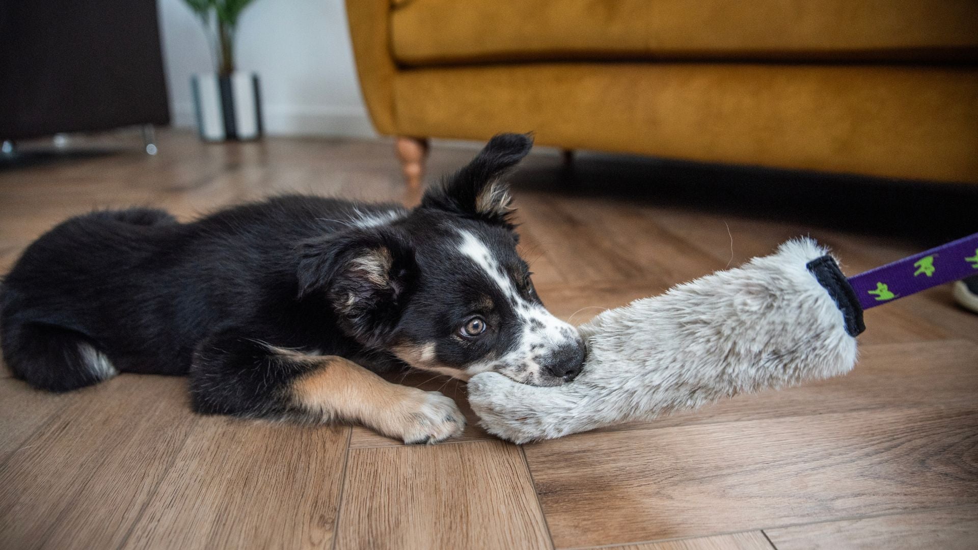 5 Top Tips To Help Your New Puppy Settle In