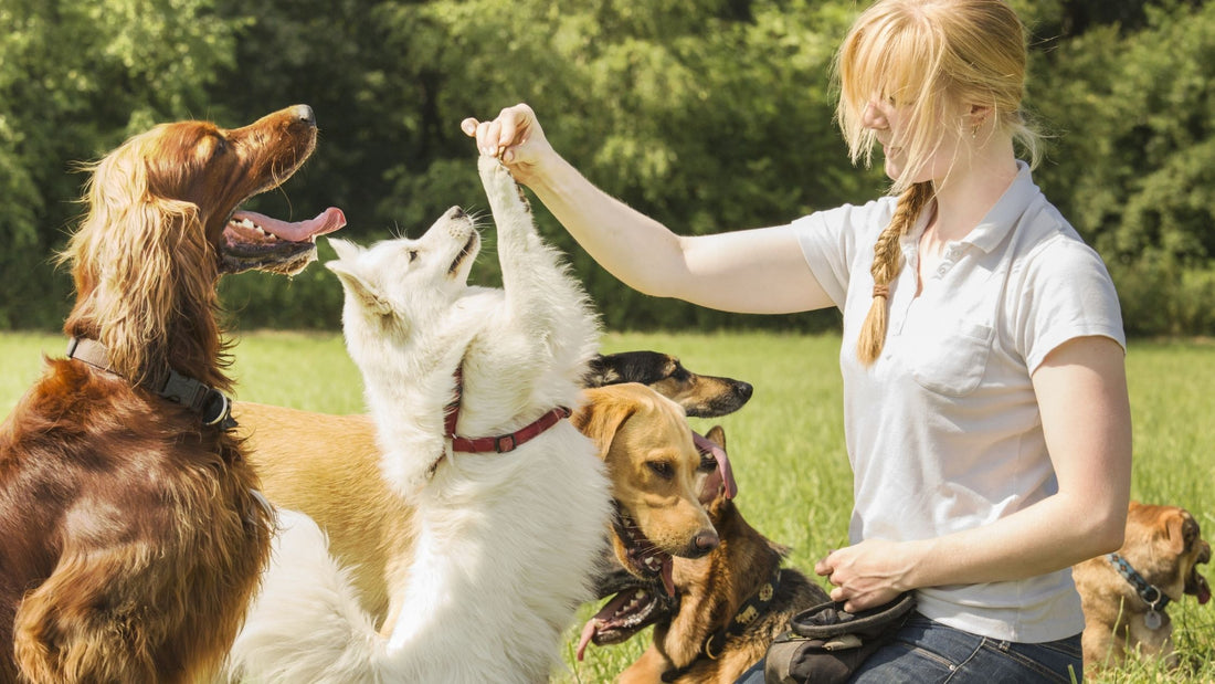 3 Quick + Easy Tricks To Teach Your Dog