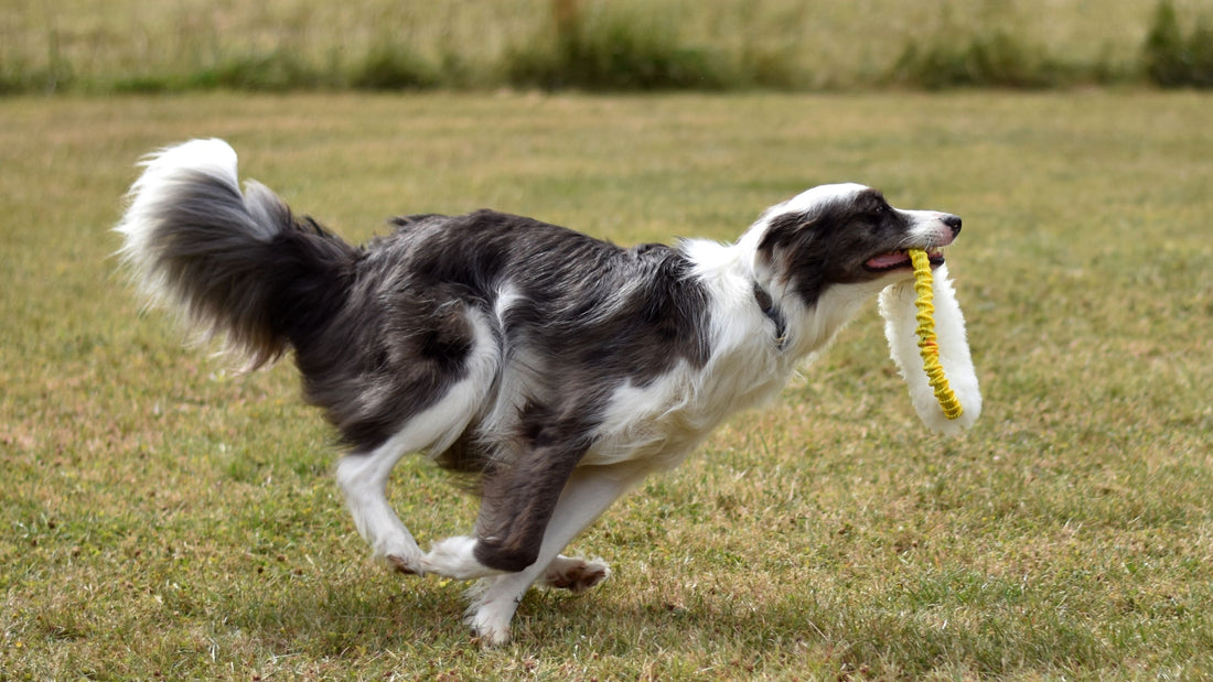How To Teach Your Dog To Fetch In 5 Simple Steps
