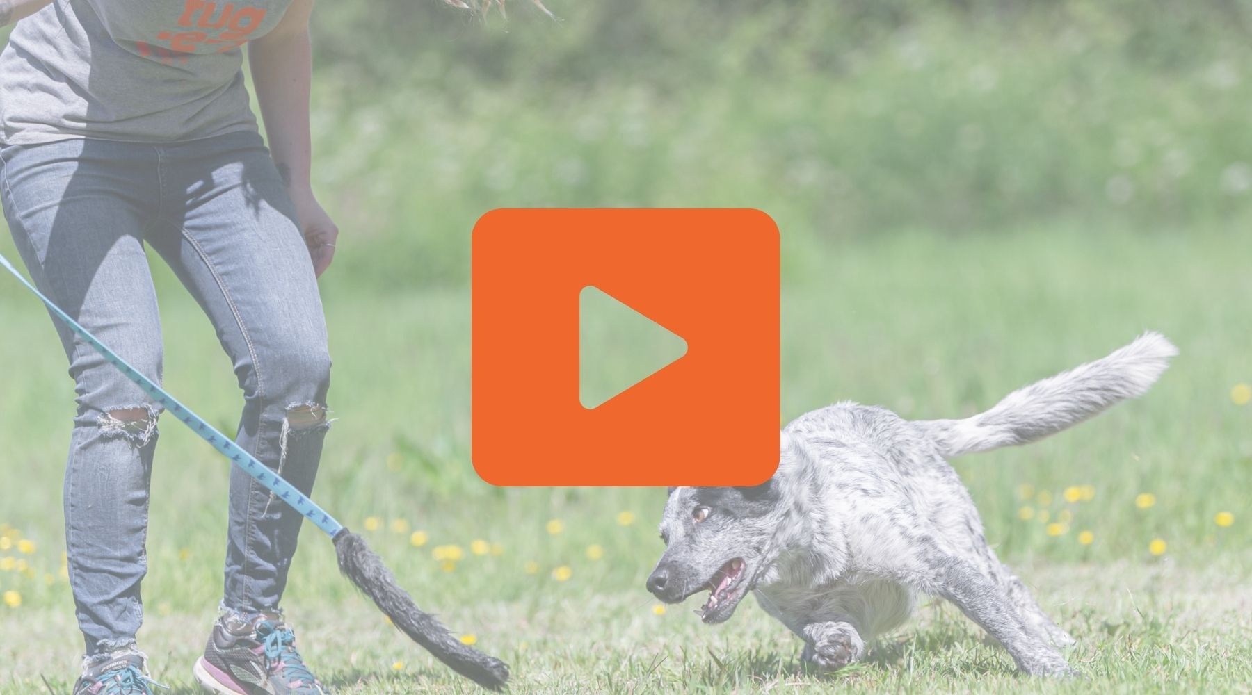 How to teach your dog a perfect recall | Tug-E-Nuff