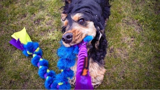 3 Reasons The Big Twizzler is the ULTIMATE tug toy