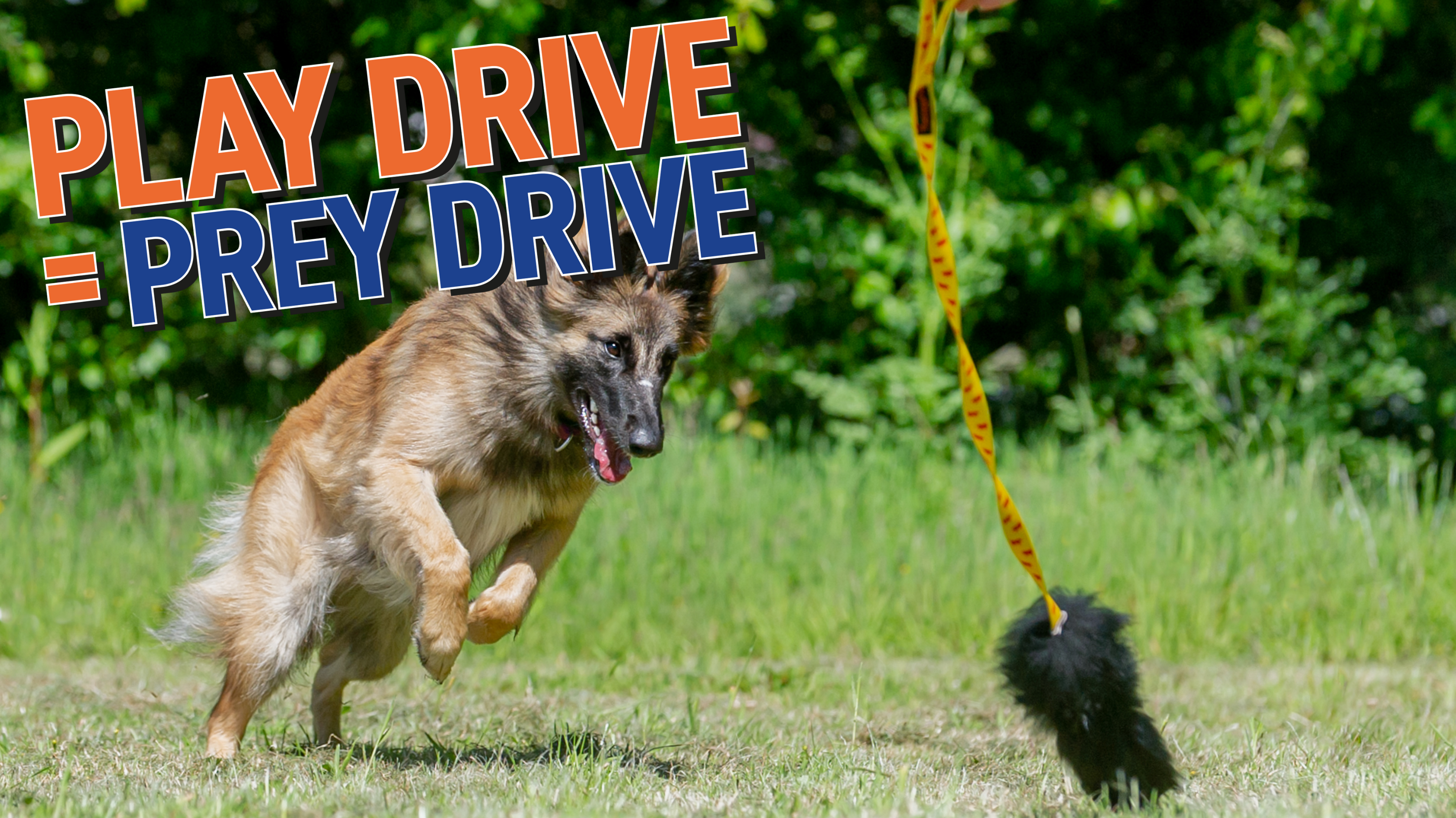 7 Ways Your Dog’s High Prey Drive Can Power Up Your Play