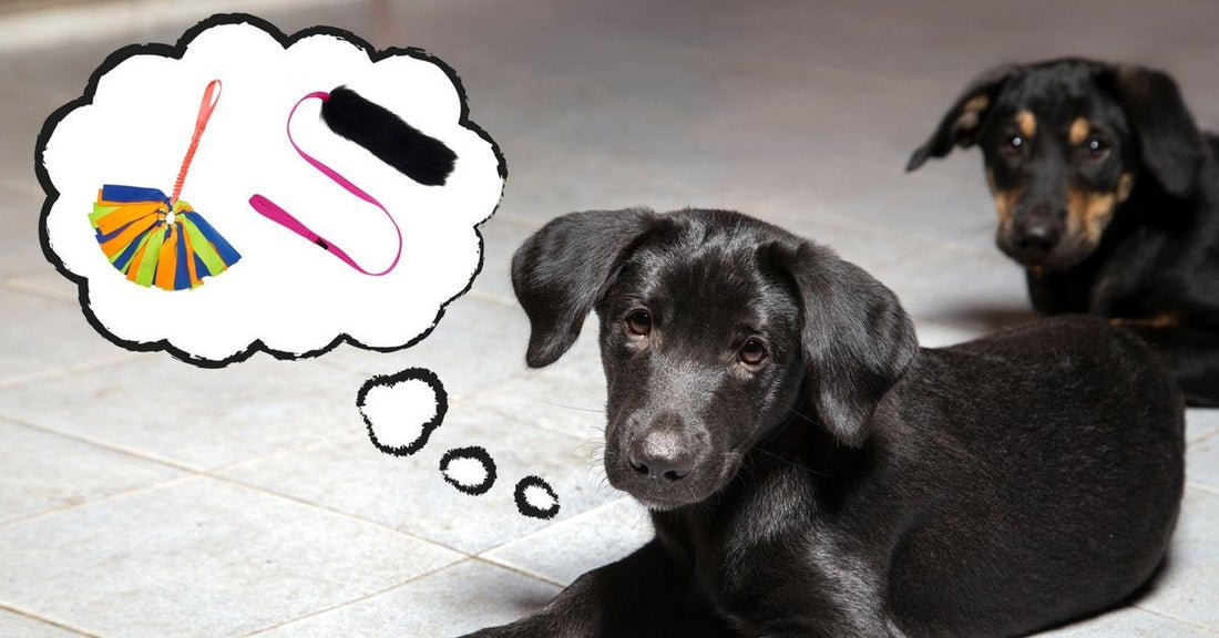 How choosing the right dog training toy can skyrocket your success