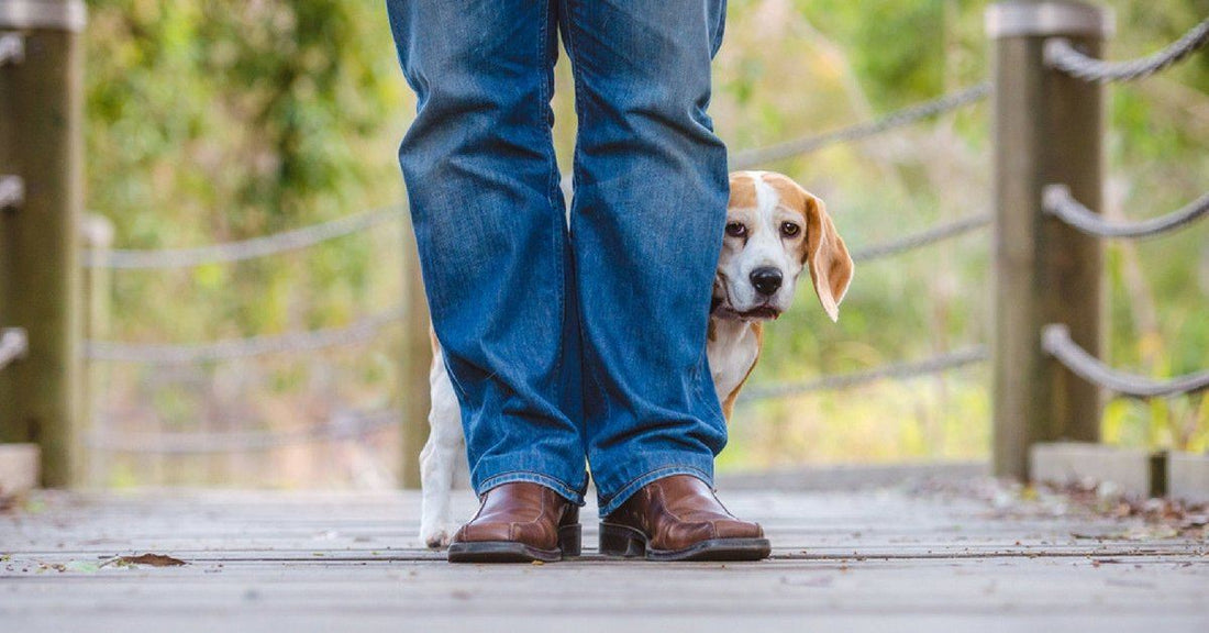 How to help a shy dog gain confidence