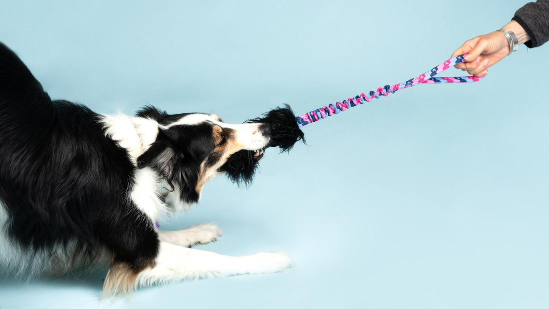 Four Games You And Your Dog Can Play With A Tuggy