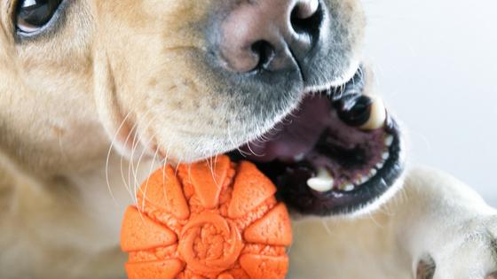 What Are The Best Toys For Dogs That Like To Chew?