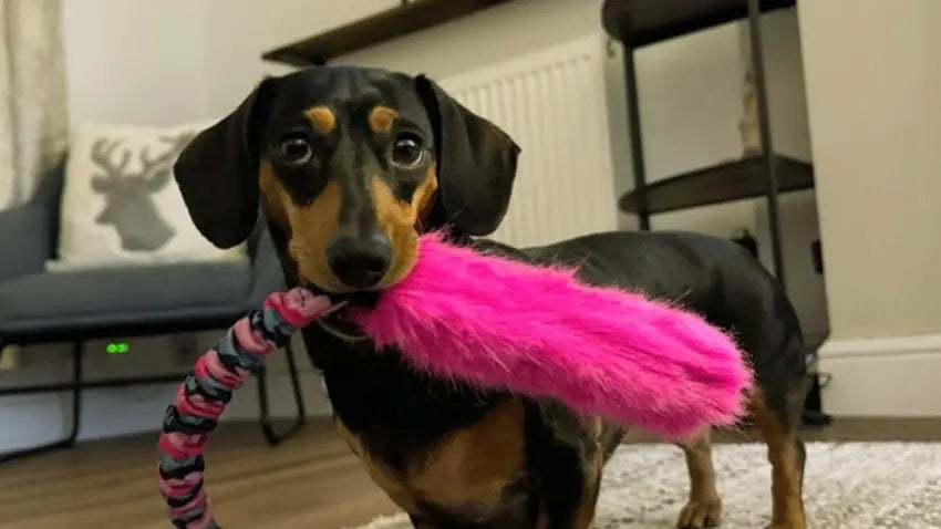 Dachshund carrying a pink tug toy