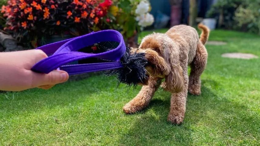 Cockapoo Playing on Grass with Tug Toy