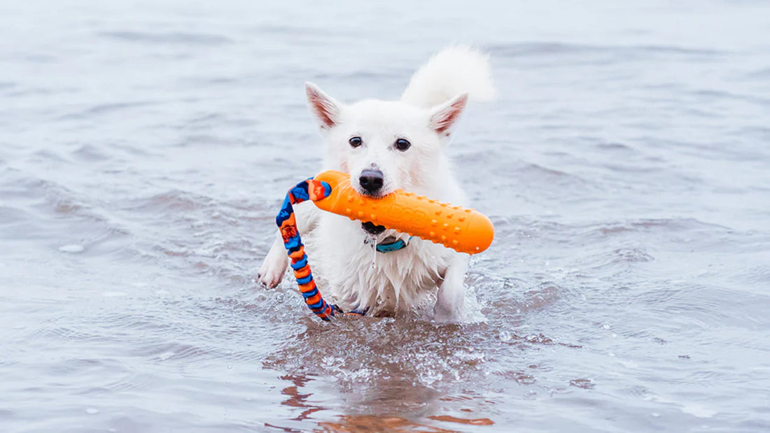 Bob the Dog playing with Floating Tug Toy BOB