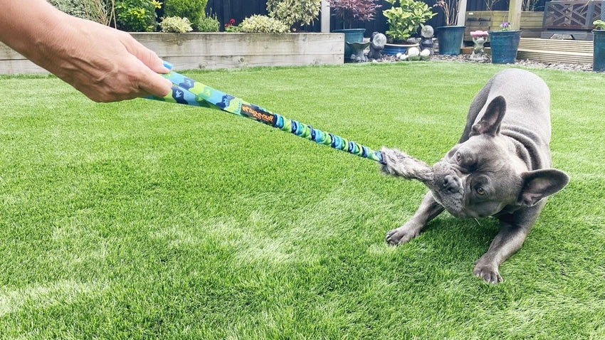 French Bulldog Playing Tug on Grass