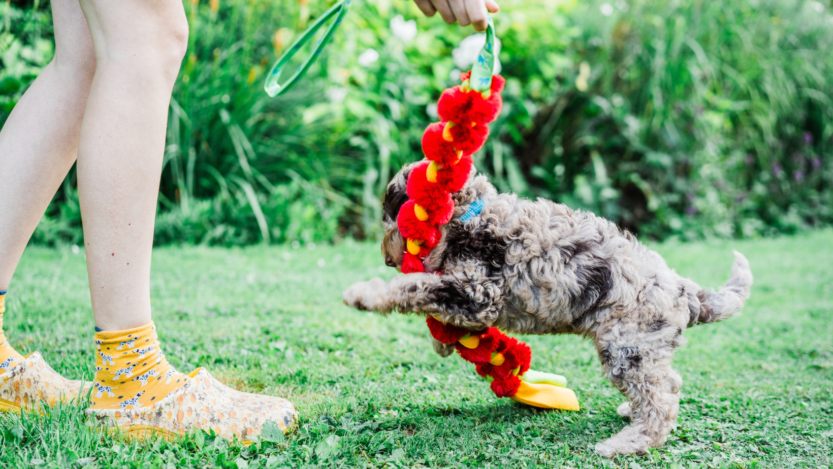 Puppy biting 101: How to stop puppy biting