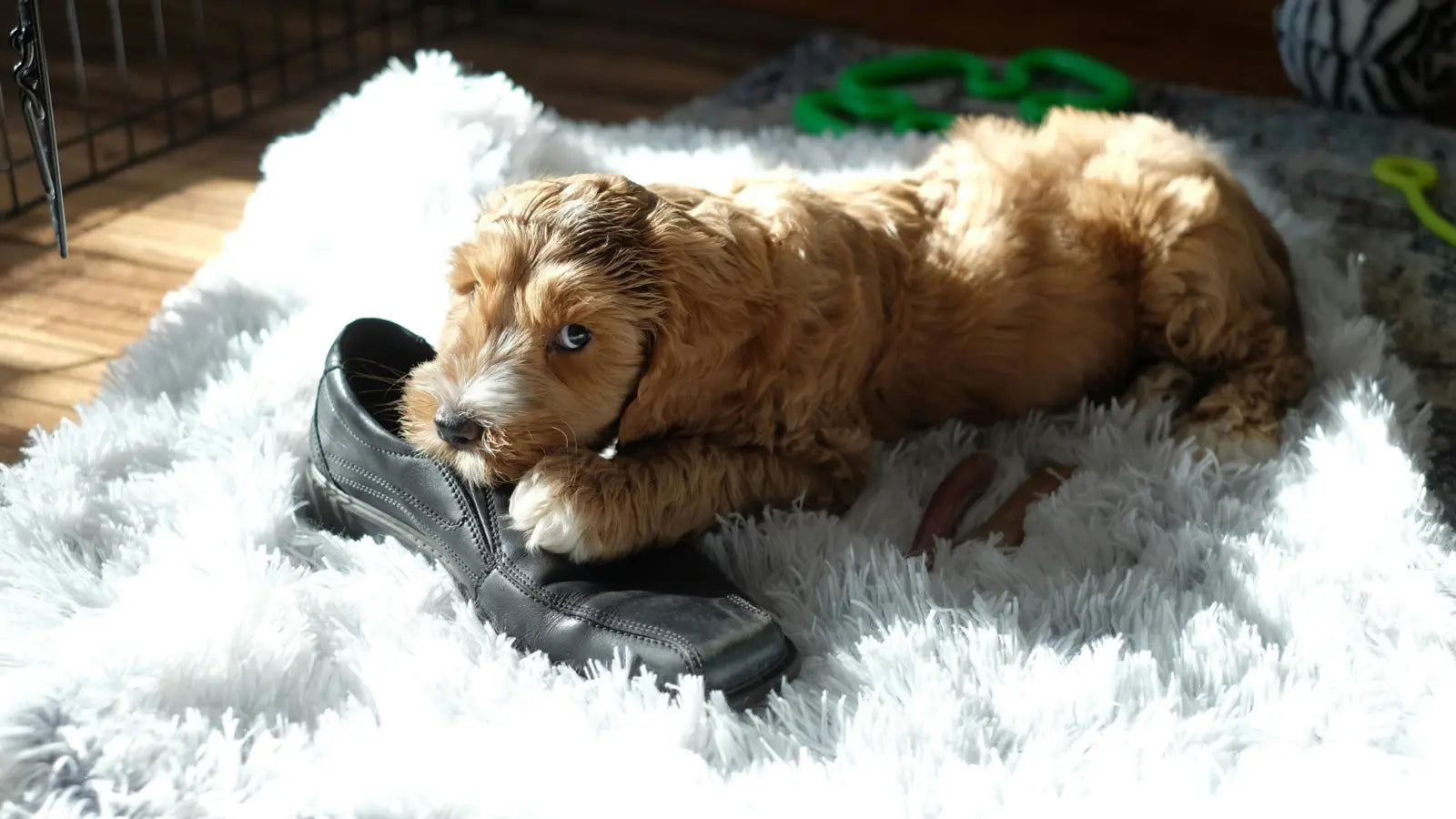 Dog Resource Guarding a Shoe
