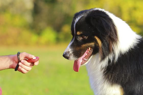 Clicker Training For Dogs: What it is + how to get started