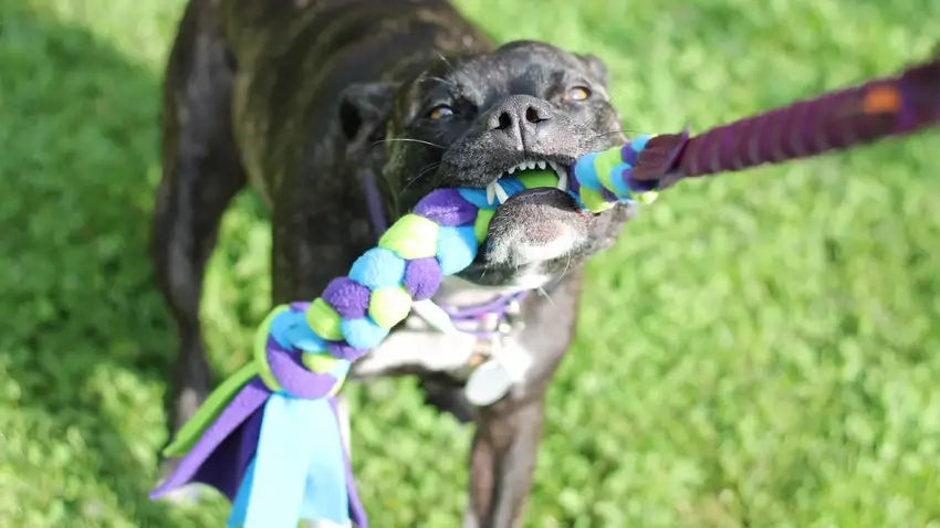 toys for strong dogs