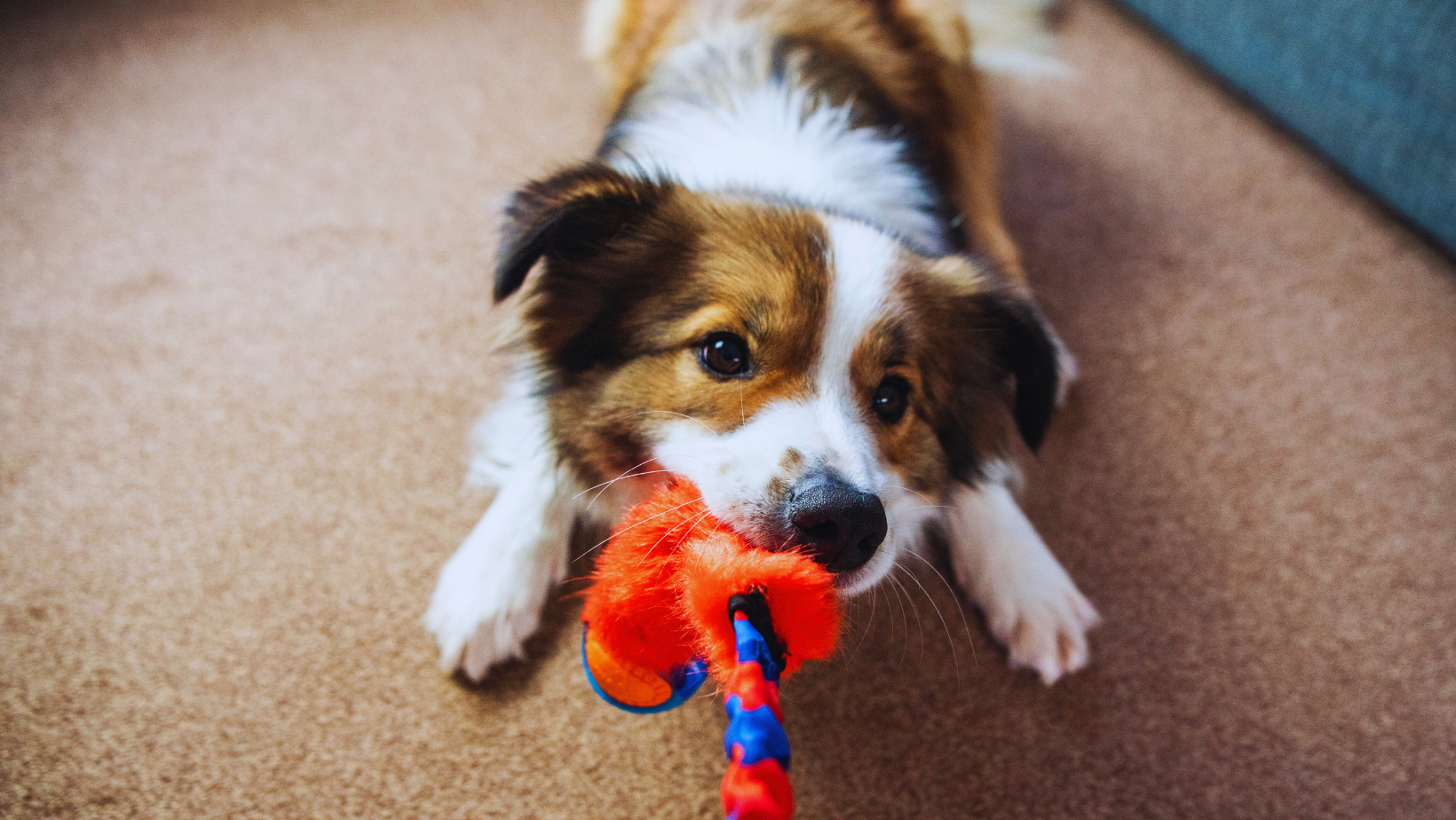 6 boredom-busting activities for dogs when it’s too hot for walkies