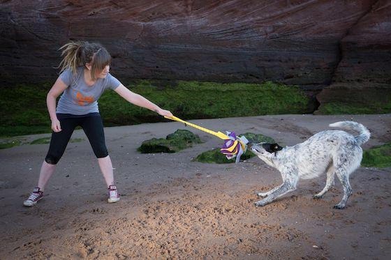How To Teach Your Dog To Play Tug Of War Safely: A 7-Step Guide