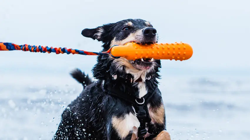 Dog Playing with BOB Floating Dummy.