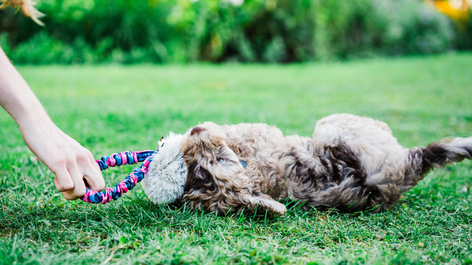 Why Your Puppy Loves To Play (And How It Can Boost Your Training)