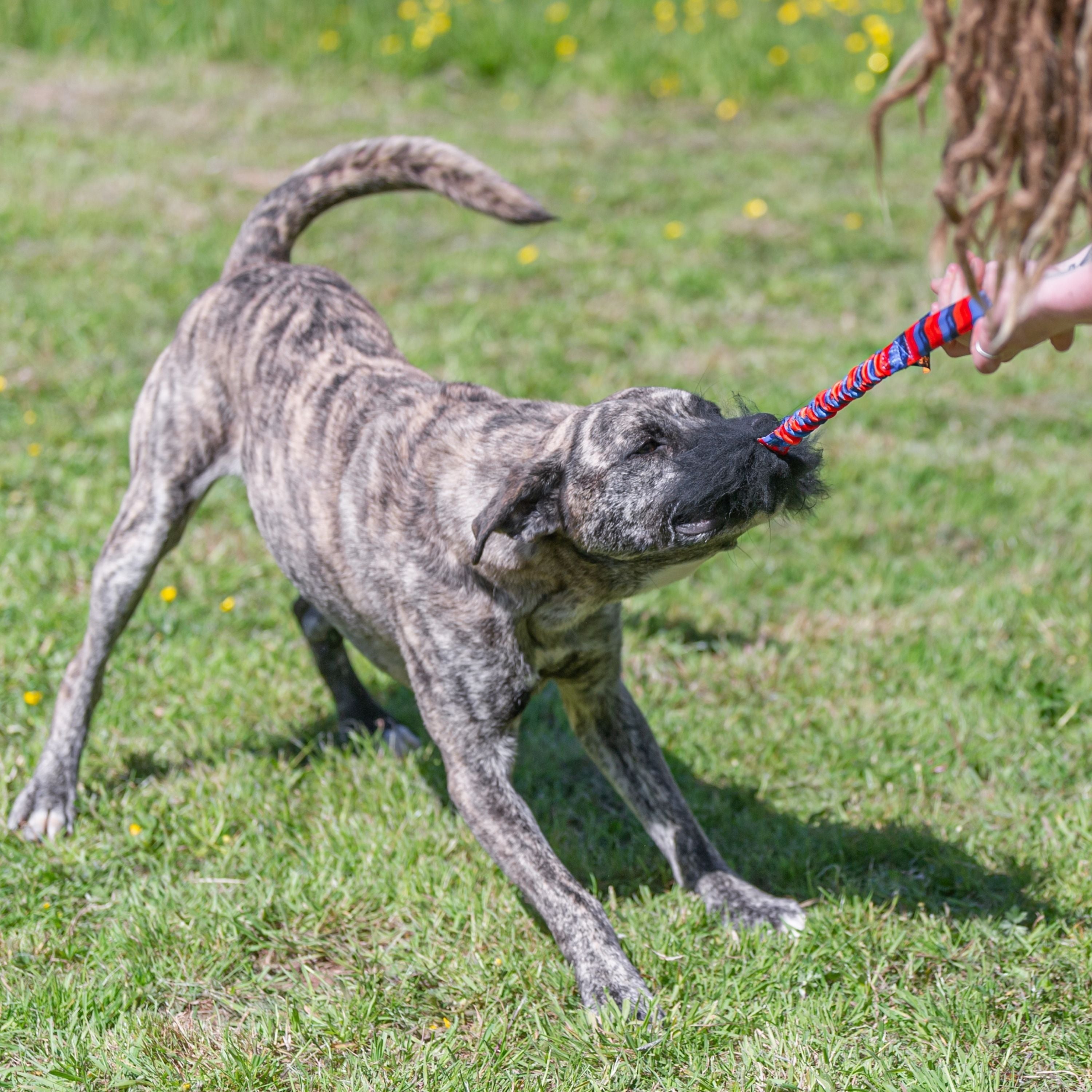 WondaBaa Sheepskin Bungee Tug