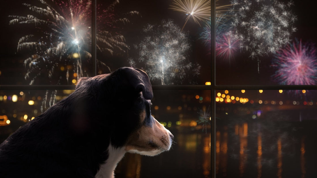 My dog is scared of fireworks - What can I do to help?
