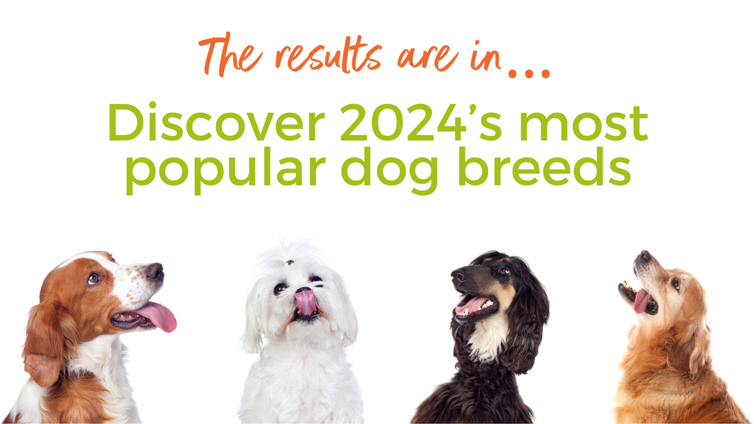 Most Popular Dog Breeds Of 2024 Revealed (UK)