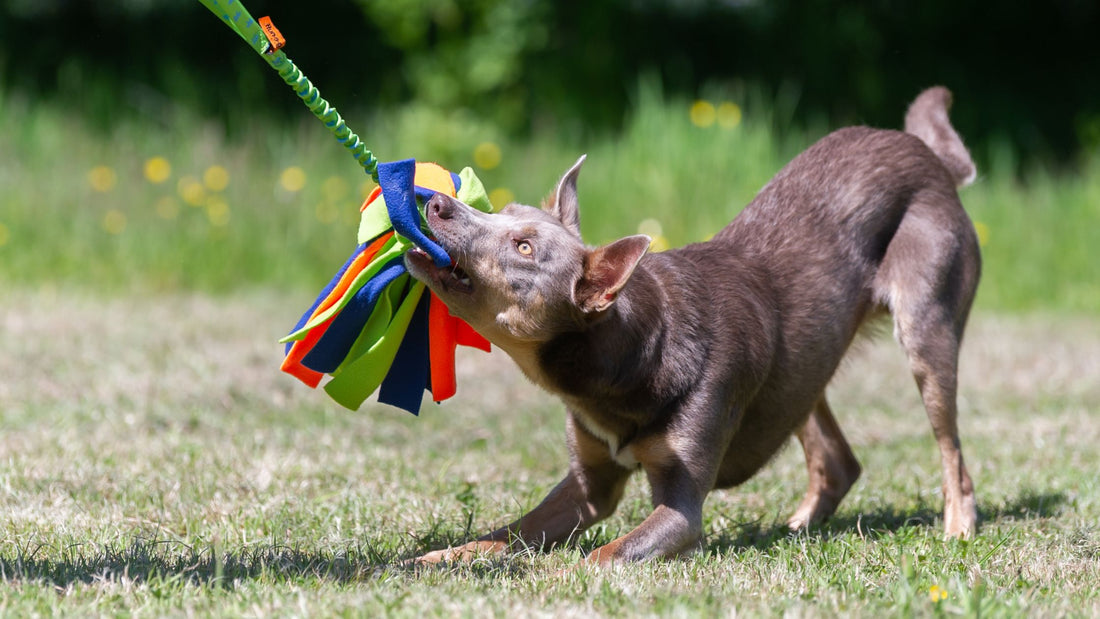 6 Surprisingly Normal Behaviours Dogs Display During Play