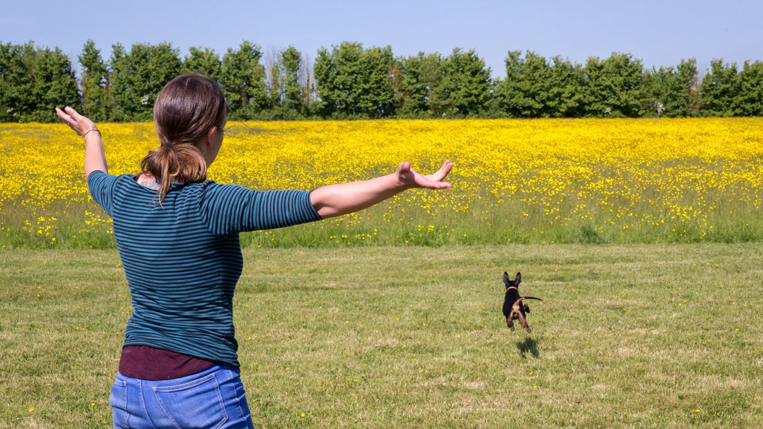 3 Reasons Your Dog Ignores Recall (And How To Fix It)