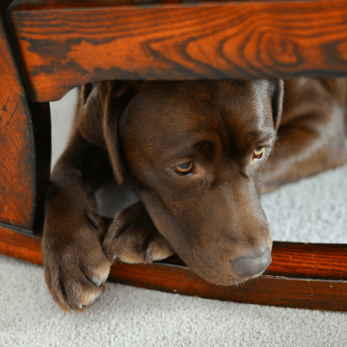 How To Soothe Separation Anxiety In Your Dog – Tug-E-Nuff