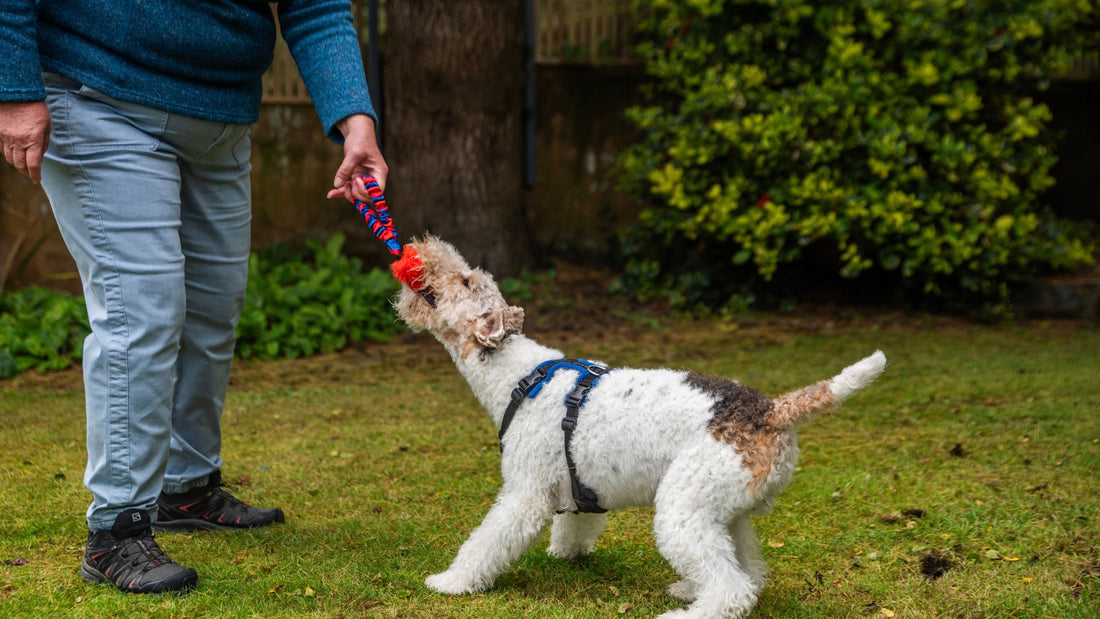 Top Toy Picks: Our 3 Best Toys for Terriers