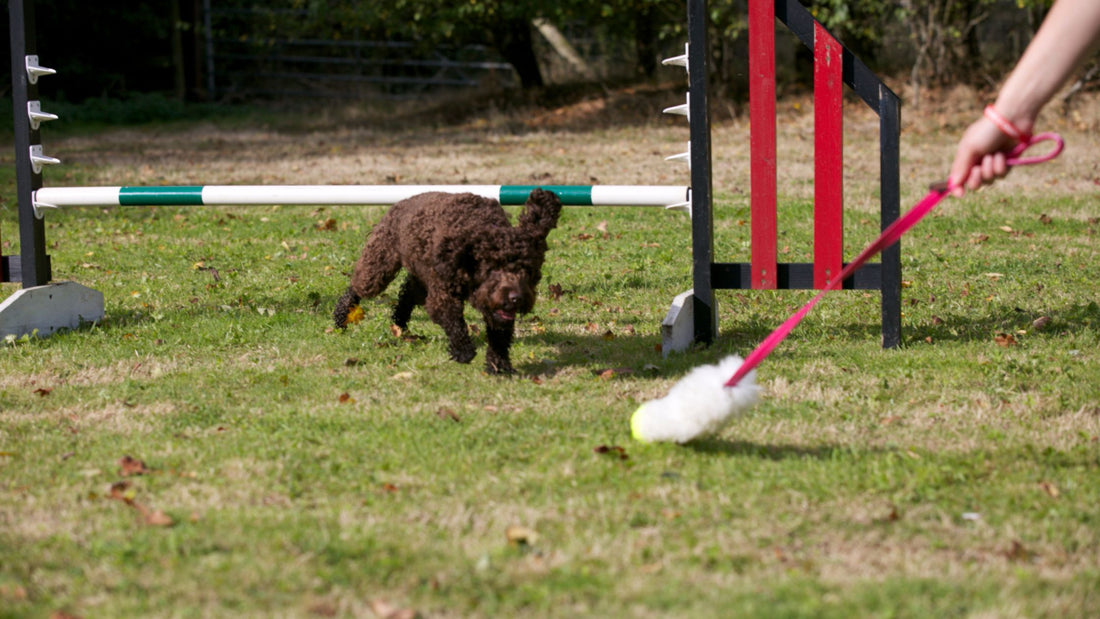 The best agility toys for dogs