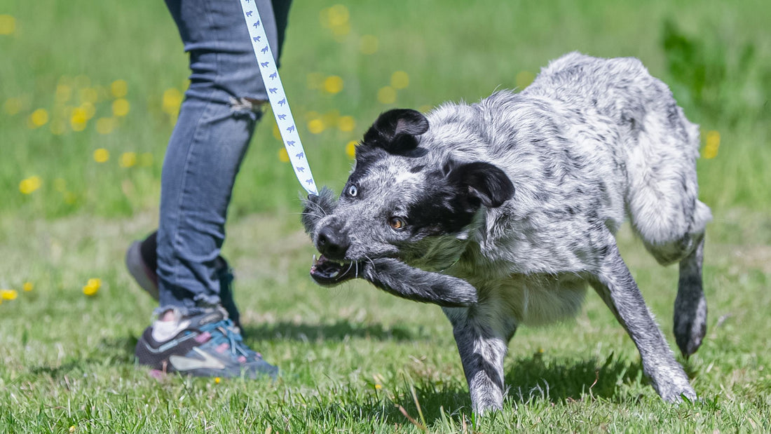 What motivates your crossbreed dog?