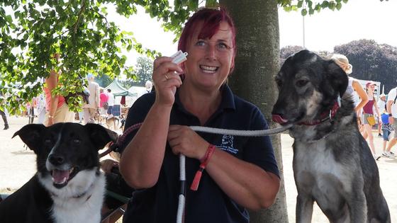 Easy tricks to teach your dog: How to teach your dog to 'Sit Pretty'