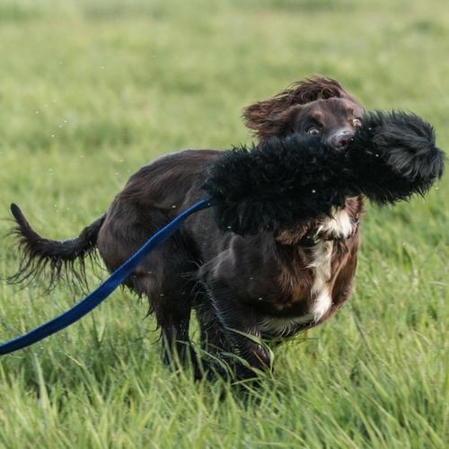 is playing fetch good for dogs
