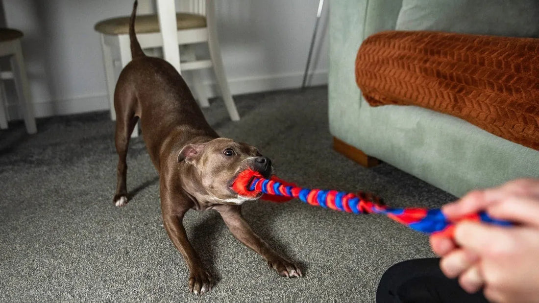 Playing tug with dog inside. With Orange and Blue Tug Toy.