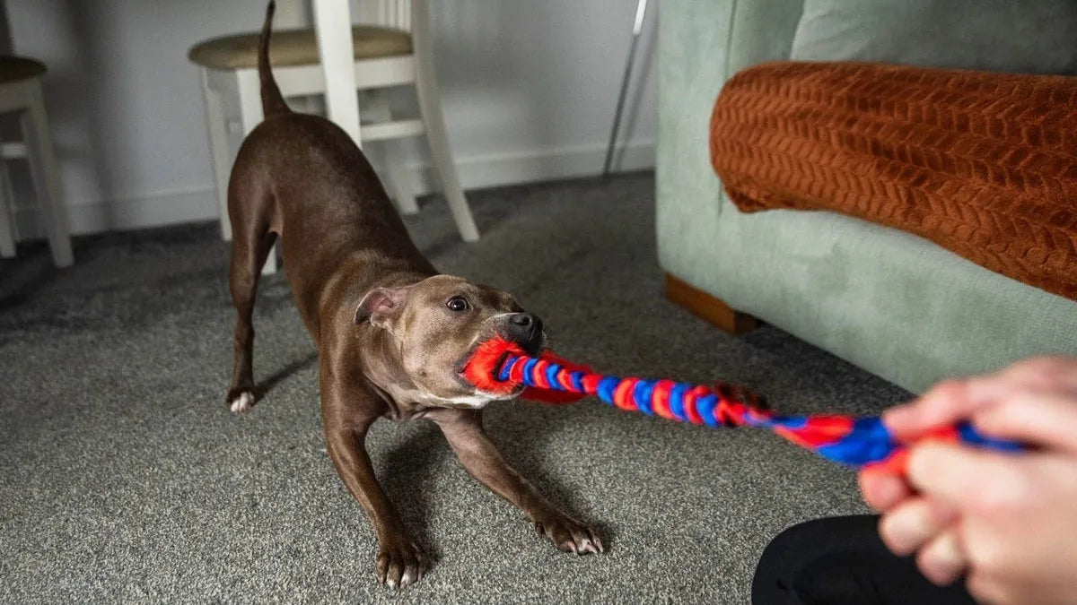 Playing tug with dog inside. With Orange and Blue Tug Toy.
