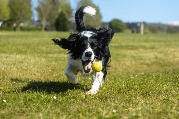 Collie Dog in Field with Ball