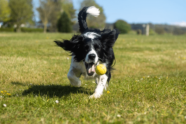 How to Help a Nervous Dog Using Play | Canine Principles