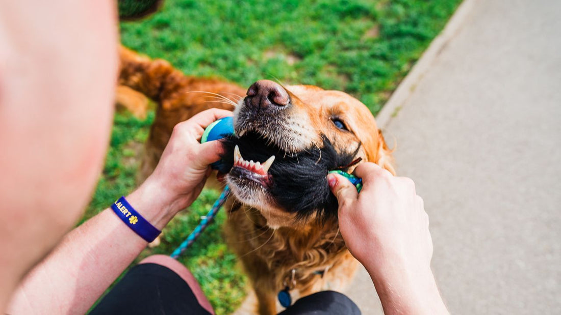 How To Teach your dog the 'Leave it' Cue