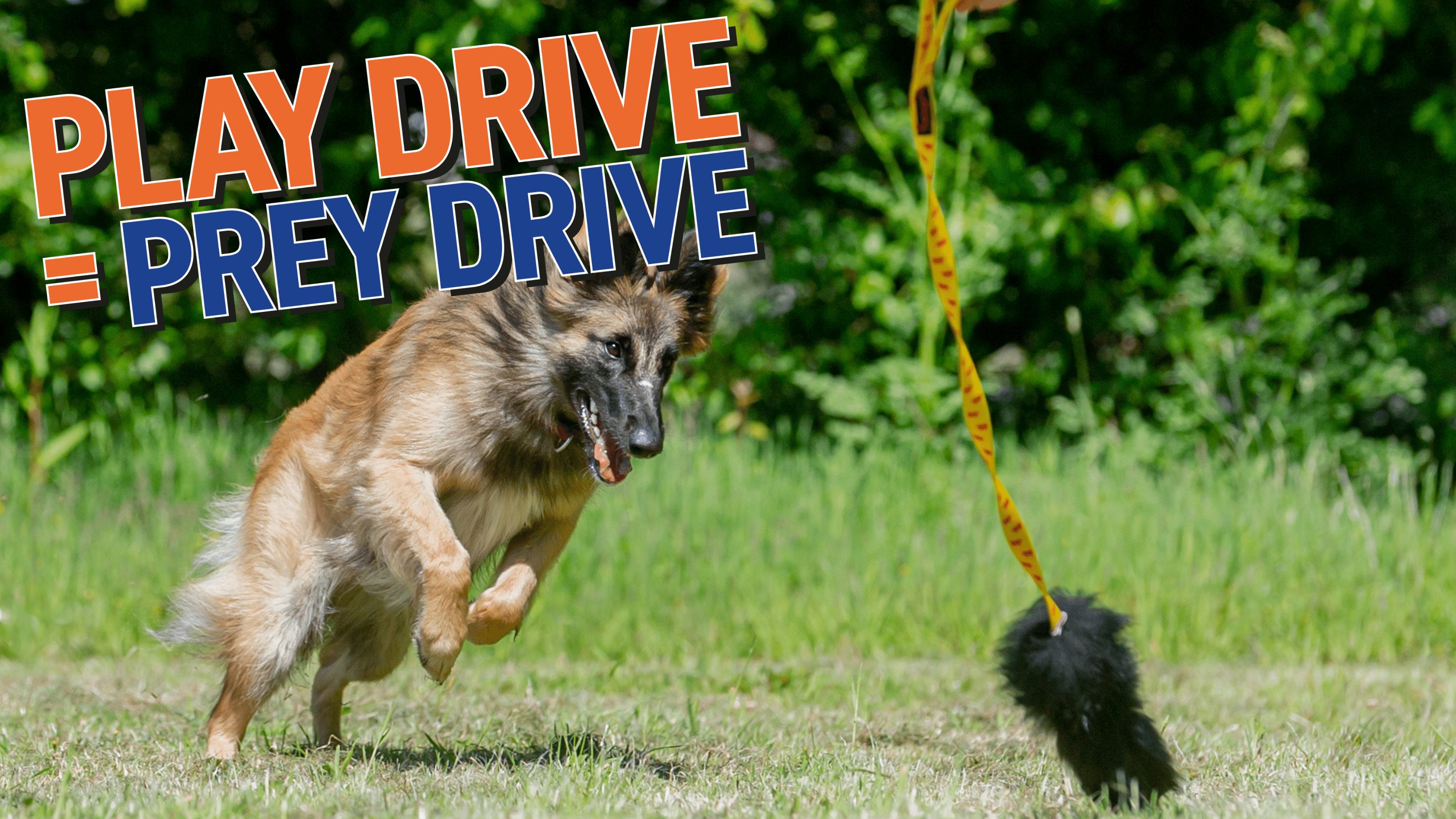 7 Ways Your Dog’s High Prey Drive Can Power Up Your Play