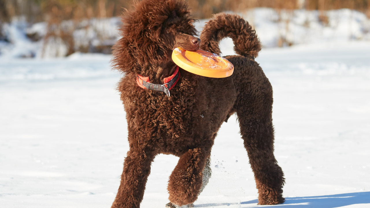 How to teach your dog to play frisbee