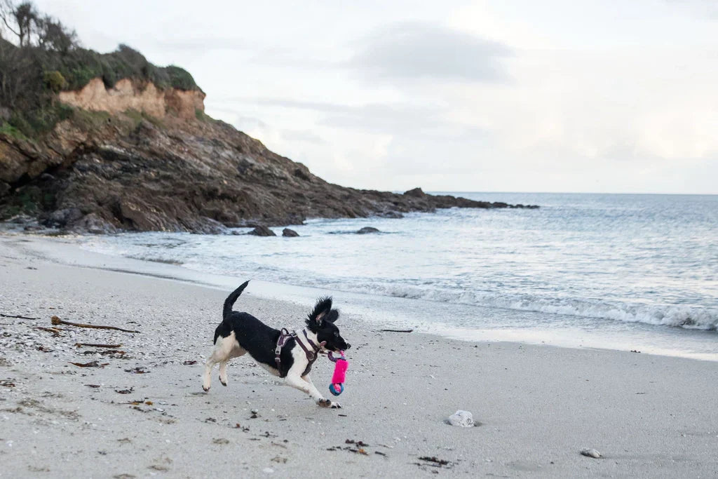 Dog Playing Fetch on Beach with Tug-E-Nuff Pink Toy.