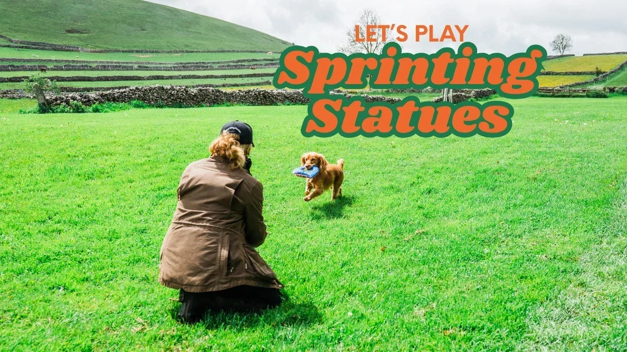 How to play Sprinting Statues with your dog (frisbee tricks)