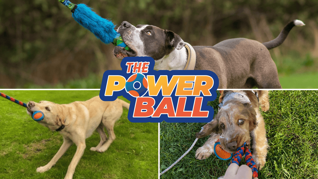 The Ultimate Dog Ball Toy: 3 Things You Should Know About Our PowerBall