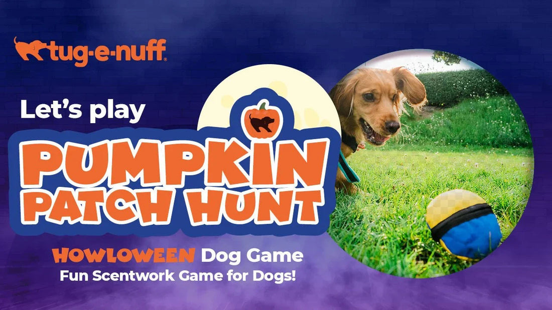 Pumpkin Patch Hunt Game Video for Dogs