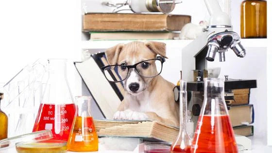 Dog wearing glasses in Science Library Reading a Book