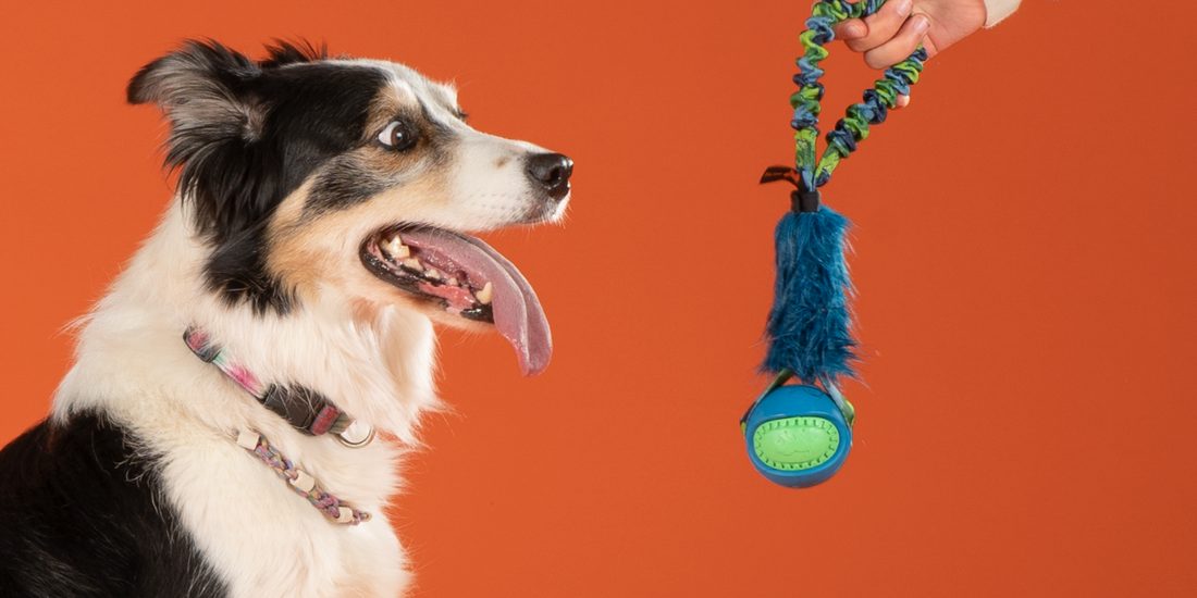 My dog is obsessed with balls
