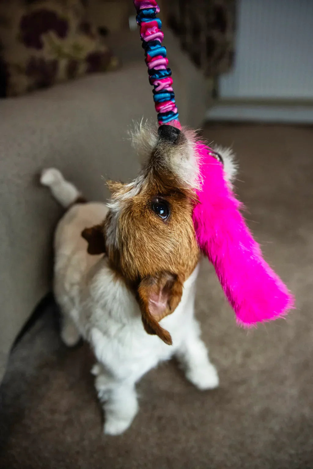 6 Surprisingly Normal Behaviours Dogs Display During Play